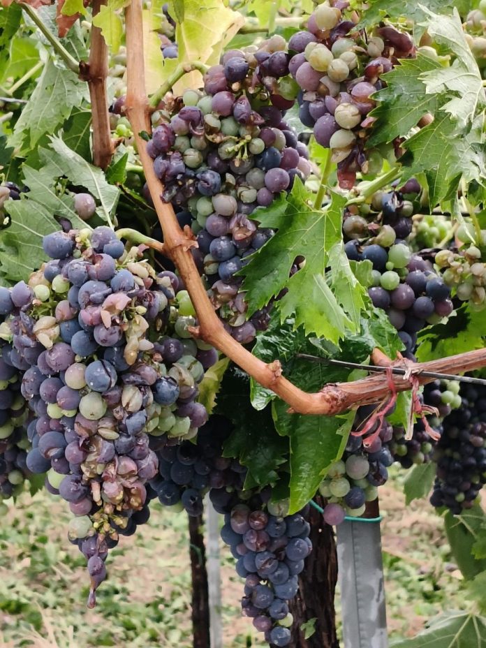 danni pioggia grappoli d'uva