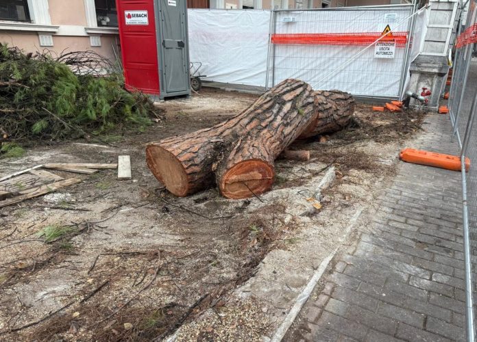 4_Toppi regolari dei Pini abbattuti in via Italica