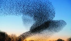 stormi di storni a pescara